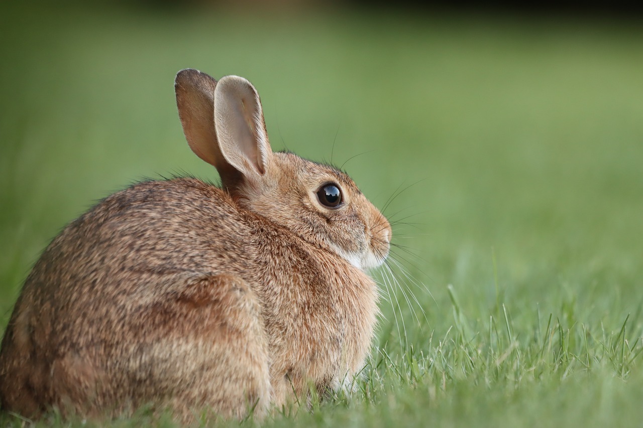 Lawn Care Maintenance Bonita Springs FL