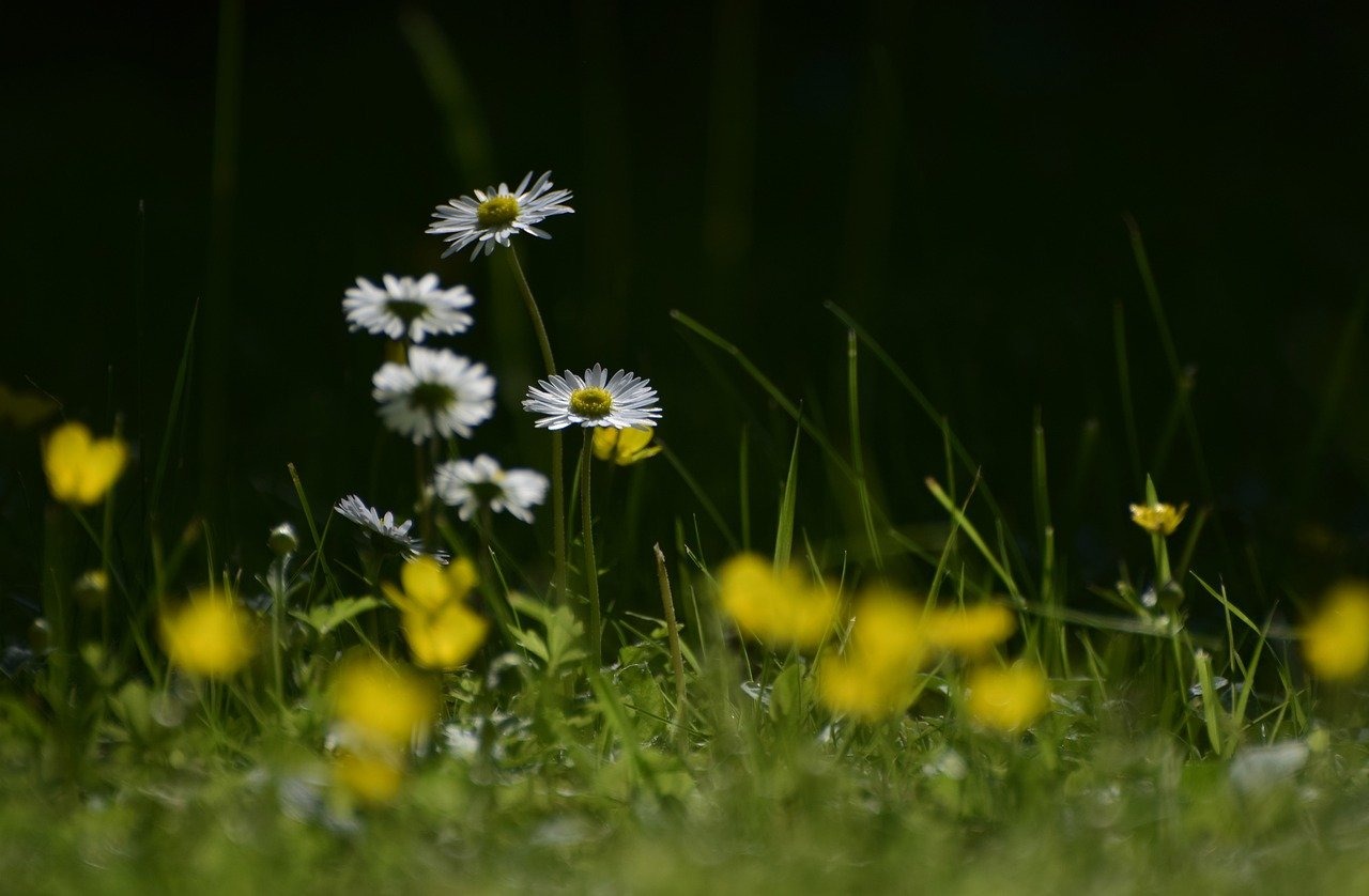 Lawn Care Maintenance Bonita Springs